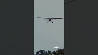 Flock of Birds Swarming Airplane During Landing [upl. by Franklyn]