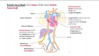 Schwangerschaft und Embryologie 3 Pränataldiagnostik Lunge  Atmung  Surfactant HerzKreislauf [upl. by Lomax778]