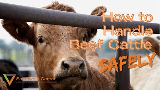 How To Work Cattle  Cattle Handling Tips [upl. by Edrea]