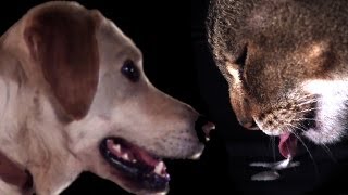 Cats vs Dogs in slow motion  Slo Mo 5  Earth Unplugged [upl. by Phippen71]