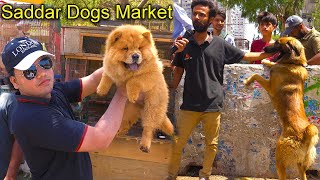 Saddar Dogs Market Karachi 5524  World Famous Dogs Chow Chow German Shepherd Pit bull Dog Husky [upl. by Dewees321]