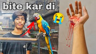 Macaw big parrot ne bite kar di😭 [upl. by Kauslick657]