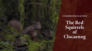 Red Squirrel Protection in Clocaenog Forest [upl. by Alik]