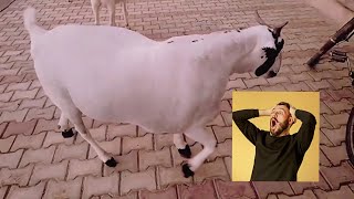 Nawabo Ki Basti Mai Nawab Heavy Weight Barbari Goats For Sale [upl. by Yasmine75]