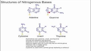 Structure of Nitrogenous Bases [upl. by Selohcin868]