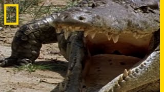 Monitor Lizard vs Croc  National Geographic [upl. by Nodab894]