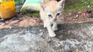 cute cat video  small cat  cat sound shots [upl. by Auop]