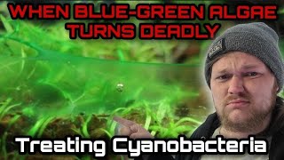 Diagnosing Treating amp Curing Blue Green Algae in Freshwater Aquariums The Danger of Cyanobacteria [upl. by Solrac431]