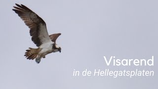 Visarend in de Hellegatsplaten 1226 [upl. by Archibald175]