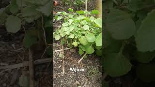 Trachyspermumammi —commonly known as ajwain or caraway अजवाइन nature ptrichorfarm0007 [upl. by Abbi]