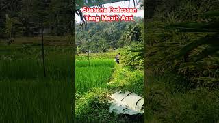 Alam indah di sawah pedesaan citragreentv sawah pedesaan [upl. by Aubree]