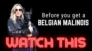 Before you get a Belgian Malinois watch this [upl. by Aiahc]