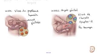 La santé du système reproducteur ITS [upl. by Nitsraek]