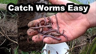 How to Catch Worms in Your Backyard  No Digging  How to Find Worms for Fishing [upl. by Alikat638]