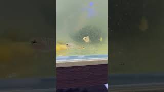 Baby cichlid update One of the 6 died [upl. by Ainej]