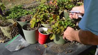 Preparing Potted Strawberry Plants for Overwintering in my Greenhouse Episode 72 [upl. by Suirrad]