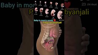 Baby in moms womb during pregnancy ❤️🤰 Embryonic development 🙏shortvideo pregnancy cutebaby [upl. by Bab854]