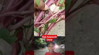 How to Pop Amaranth Seeds at Home [upl. by Renny]