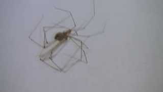 Daddy LongLegs Spiders Mating [upl. by Akimihs]