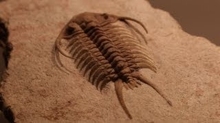 Rare Fossils of Ancient Trilobites [upl. by Sices]