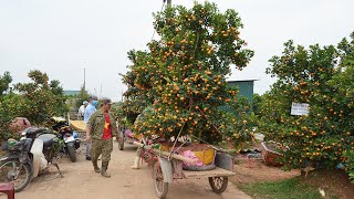 Xem Đánh Quất Ở Vườn Quất Tết Nam Phong Nam Định [upl. by Addis]