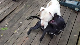 Pitbull VS American Staffordshire Terrier Fight Huge Bully Goes Nose to Nose With Stafforshire [upl. by Neyud]