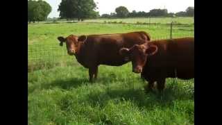 Percentage Lowline Angus cattle [upl. by Dier713]