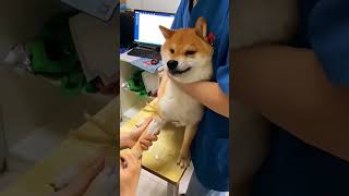 Hilarious Dog Reactions to Getting Vaccinated 😂🐶  Try Not to Laugh short [upl. by Gibbons217]