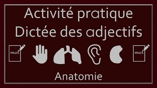 Dictée des adjectifs 7  Anatomie [upl. by Terrill]