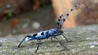 Alpine Longhorn Beetle  Rosalia Longicorn Rosalia Alpina [upl. by Aden498]