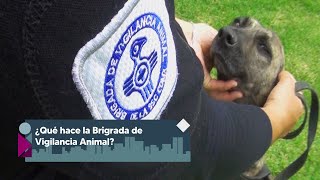 ¿Cómo trabaja la Brigada de Vigilancia Animal [upl. by Nynnahs]