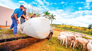 Meu último dia na fazenda  Um presente 🎁 de despedida pra todos [upl. by Eyma]