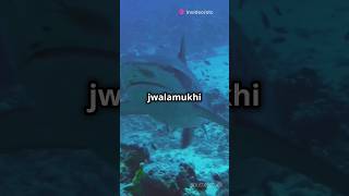 Sharks live in volcanoes shorts youtubeshorts shortsfeed sharks volcano trending ytshorts [upl. by Ahsino]