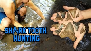 Shark Tooth Hunting  We Found a HUGE Megalodon Tooth in Florida [upl. by Kcirdor]