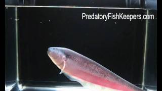 PREDATORY FISH RARE Sternarchella sp terminalis Bulldog Knifefish [upl. by Arahsal]