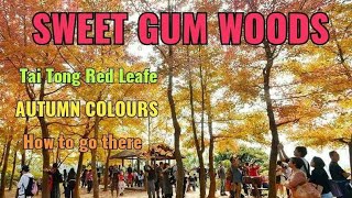 Making Sweet Gum TincturequotNatures Tamifluquot [upl. by Lairbag]