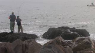 42 inch fish Gloucester MA Striped Bass Fishing top water 25 ponnd surfcasting fish [upl. by Aletha]