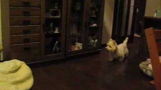 our Westies playing Tag Part 2 [upl. by Bruni]