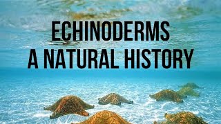 Echinoderms A Natural History Biology Anatomy and Species [upl. by Hinkel]