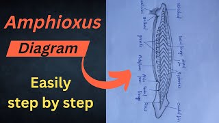 Diagram of Amphioxus Amphioxus diagram  easily draw 😳step by step for beginners  biology 🔥💯 [upl. by Ennovyhs910]