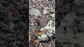 A tarantula hawk in Point Venture TX laketravis wasp [upl. by Dazraf]