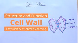 Plant Cell Wall  Function Structure amp Composition [upl. by Orlan840]