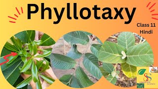 Phyllotaxy AlternateOppositeWhorled  class 11 easy In Hindi Arrangement of leaves on stem [upl. by Trilby945]