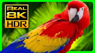 Amazing Macaw Parrots in REAL 8K HDR  Colorful Birds amp Nature Sounds  8K TV Short Demo [upl. by Idden]