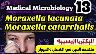 Moraxella lacunata and Branhamella catarrhalis شرح بالعربي [upl. by Aeuhsoj]