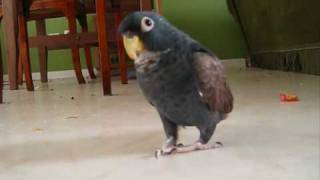 Bentham the bronze wing pionus exploring pt 1 [upl. by Inohs]