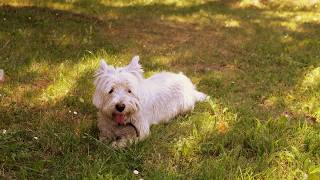 West Highland White Terrier Westie Bobby Berry picker [upl. by Evante]