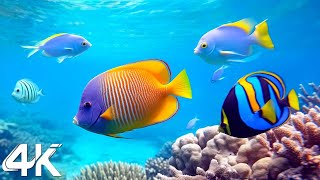 NEW 4HRS Stunning 4K Underwater Wonders  Relaxing Music  Coral Reefs Fishamp Colorful Sea Life [upl. by Refitsirhc]