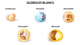 Augmentation des leucocytes  quelles sont les causes [upl. by Aneehsar]