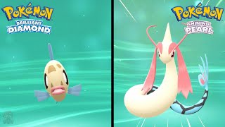 How to Find Feebas amp Evolve Into Milotic in Pokemon Brilliant Diamond amp Shining Pearl [upl. by Laeno]